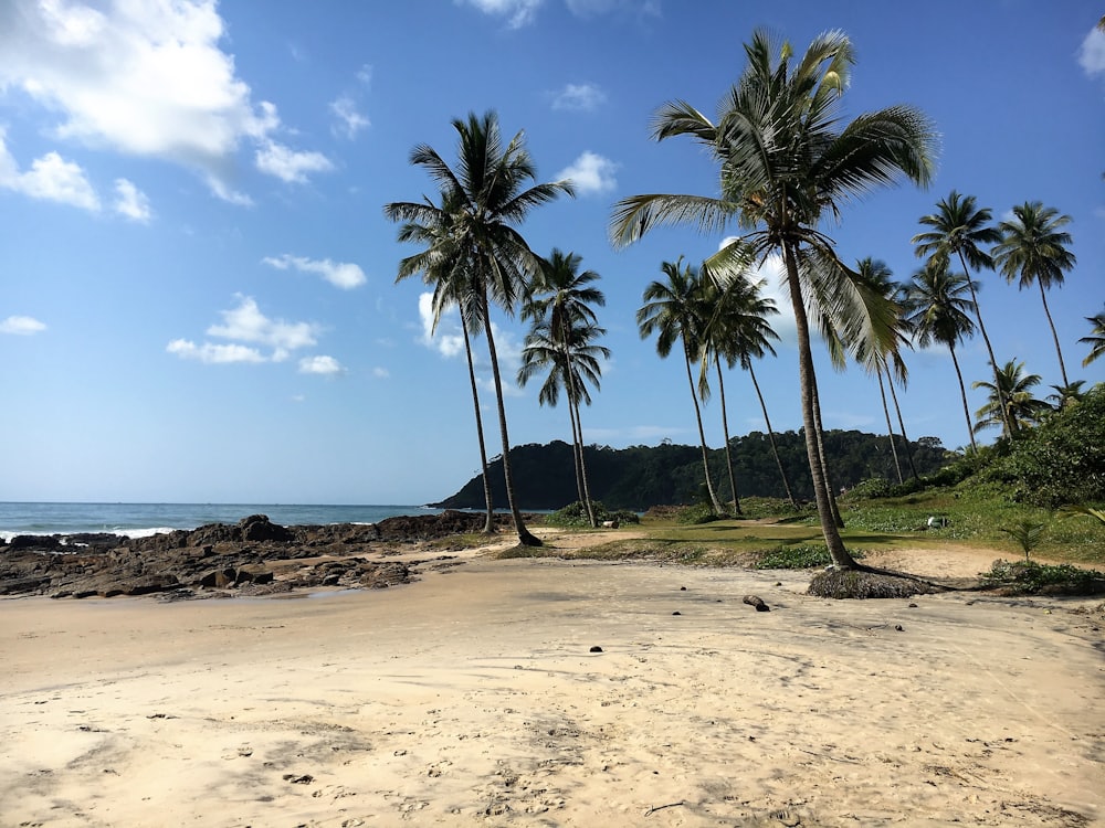 Coqueiral à beira-mar na região de Itacaré e Maraú