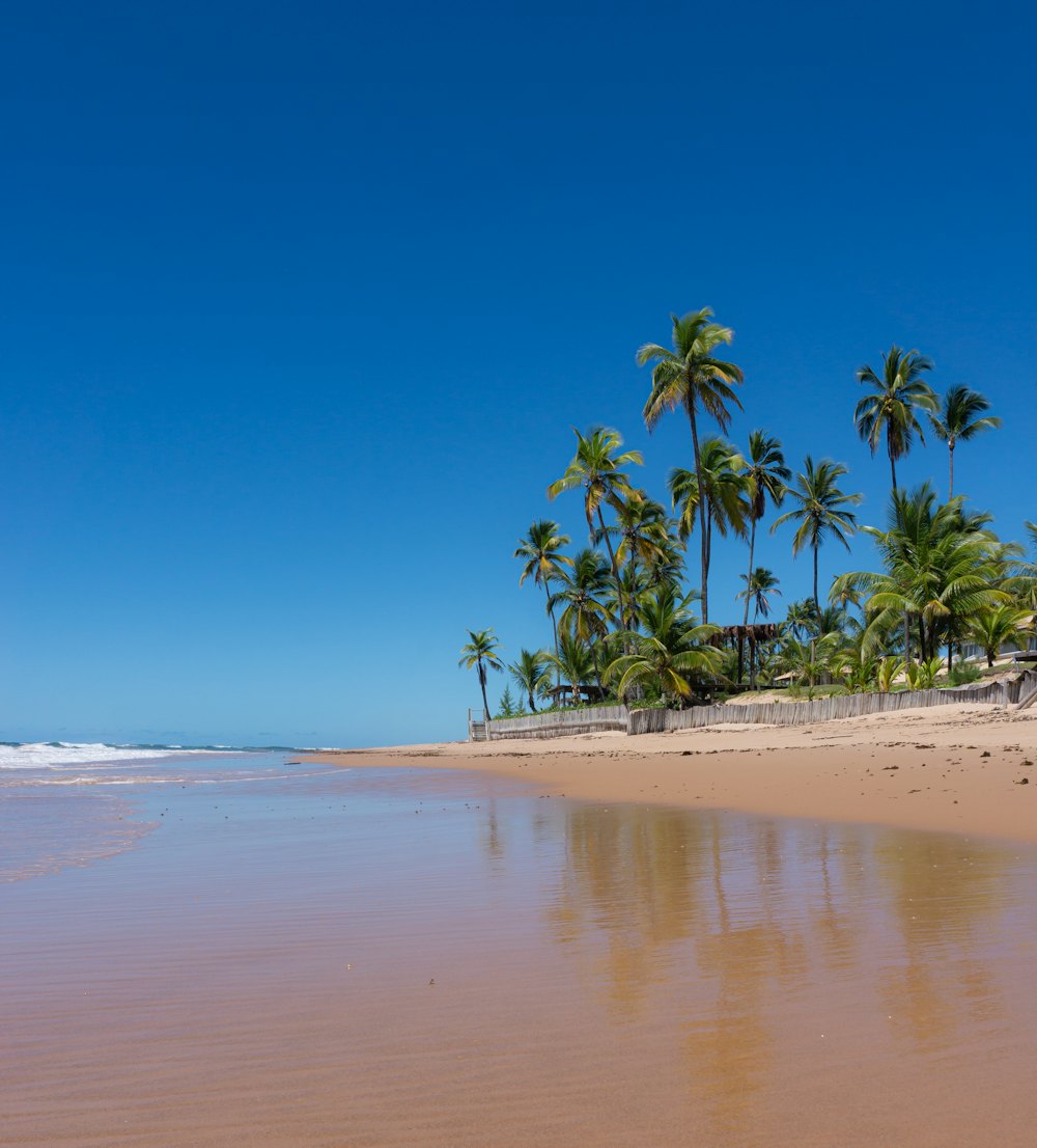 Praia de coqueiros na Península de Maraú, Bahia